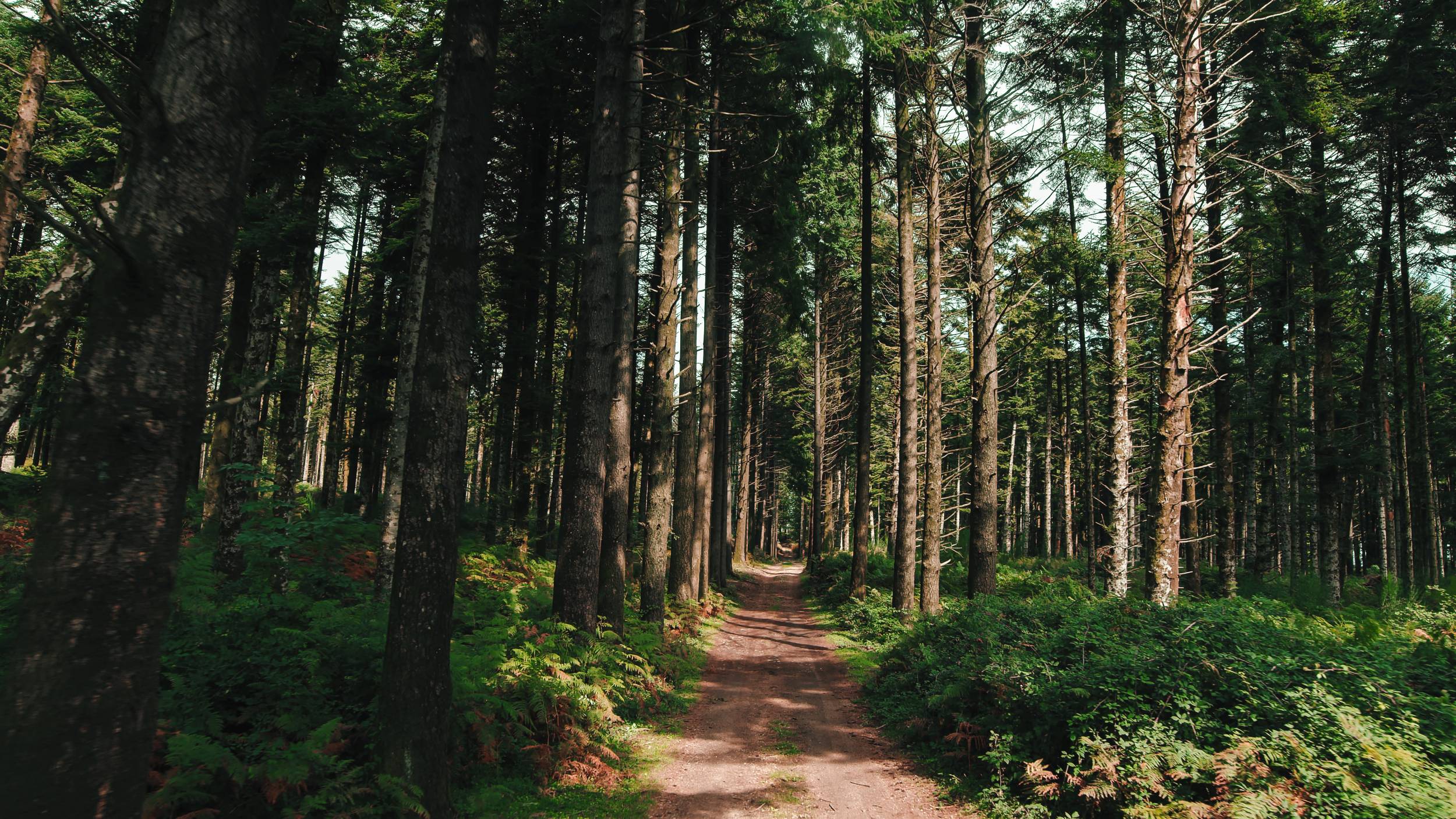 Mountain road in the midst of centuries-old pines in autumn